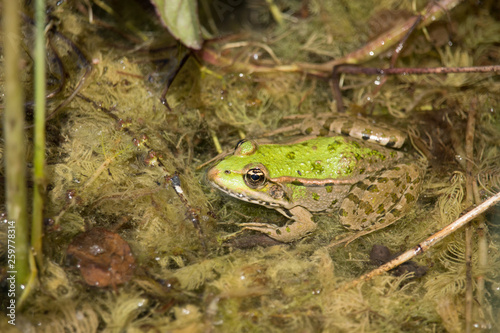 Teichfrosch photo