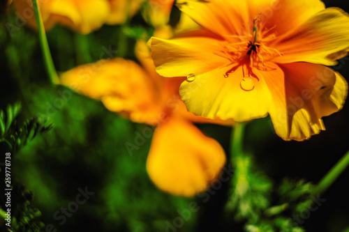 Beautiful flower garden with a blurred background