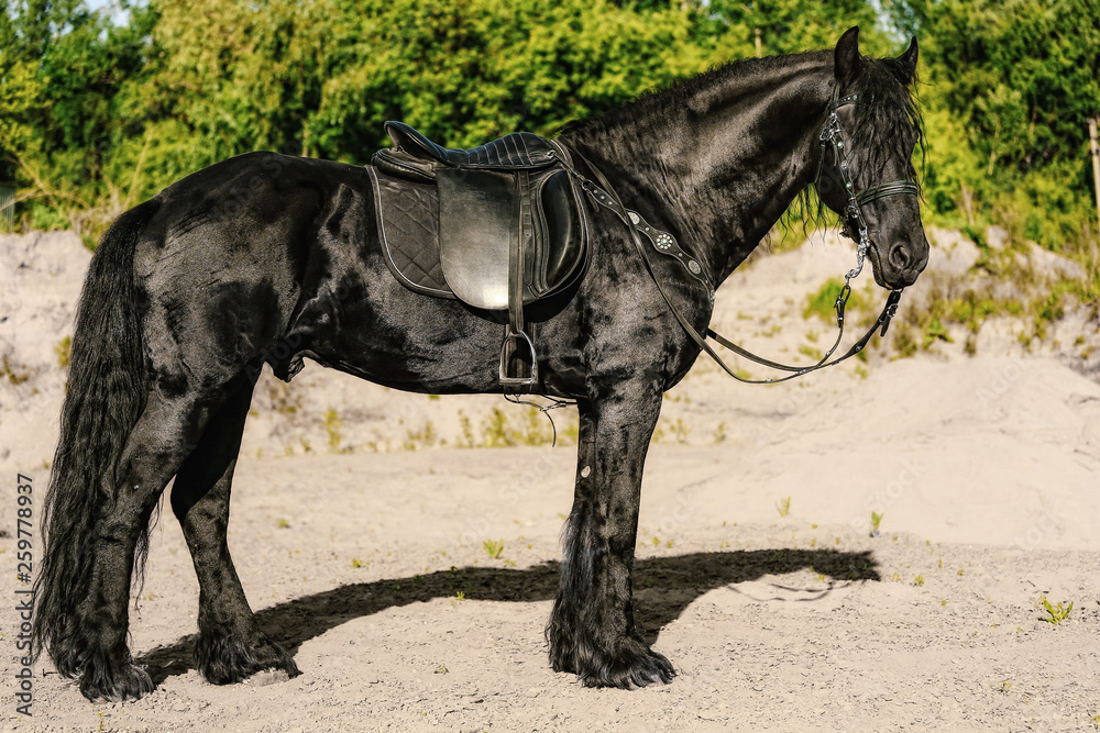 portrait of black Friesian horse in summer portrait of black Friesian horse in summer