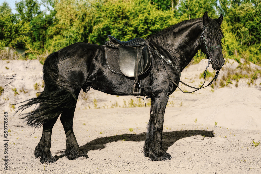 portrait of black Friesian horse in summer portrait of black Friesian horse in summer