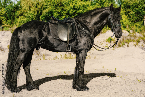 portrait of black Friesian horse in summer © matilda553