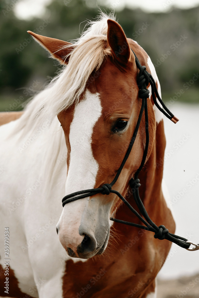 Gorgeous pinto stallion with nice bridle standing