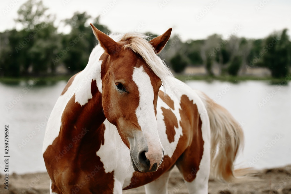 Fototapeta premium Gorgeous pinto stallion with nice bridle standing