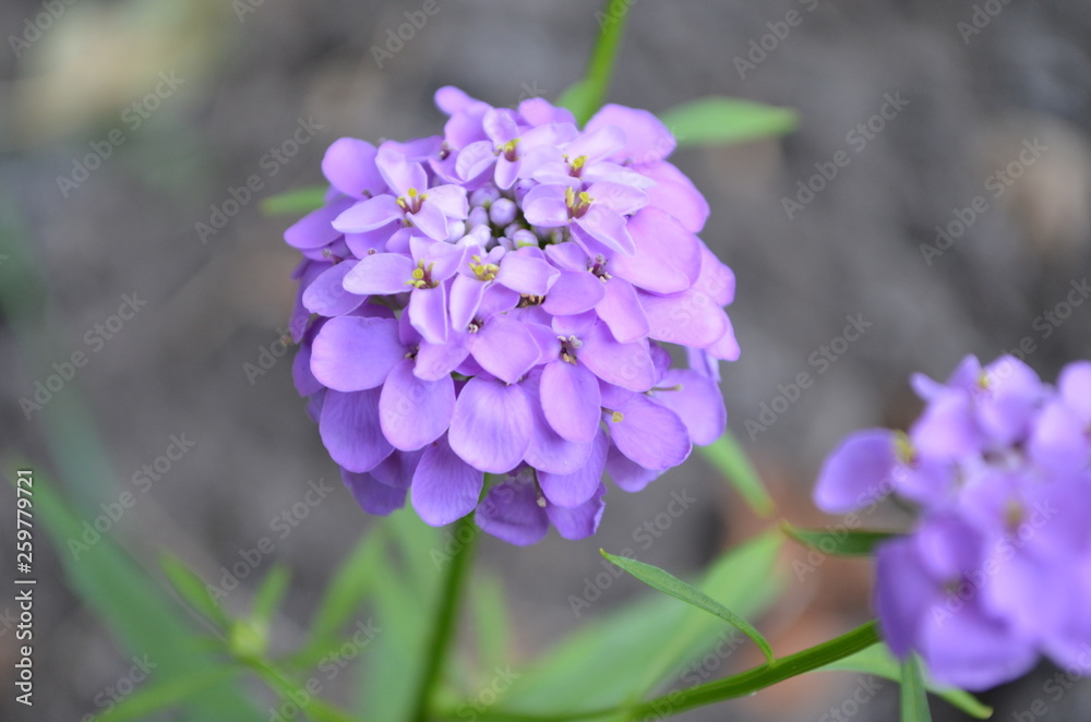 Violet flower