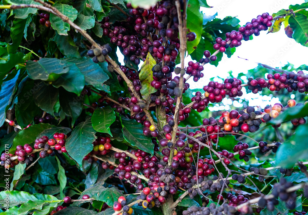 Obraz premium Mature coffee