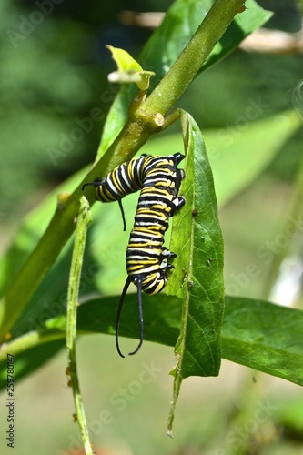 monarch caterpillar on a leaf © Scott