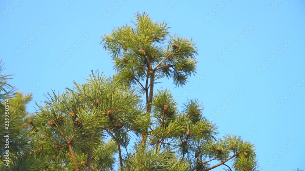 pine with cones swaying in the wind against the sky. pine with cones swaying in the wind against the sky.