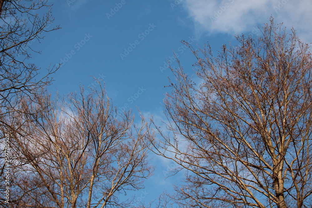 Trees and blue sky Trees and blue sky