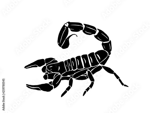 Graphical scorpion isolated on white background, vector illustration,tattoo