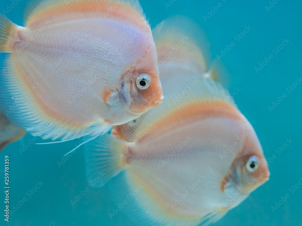 Colorful tropical fish in aquarium swimming in a fish tank with aquamarine background Colorful tropical fish in aquarium swimming in a fish tank with aquamarine background