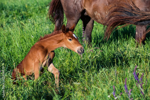 Fototapeta Naklejka Na Ścianę i Meble -  Young foal in green field next to adult horses