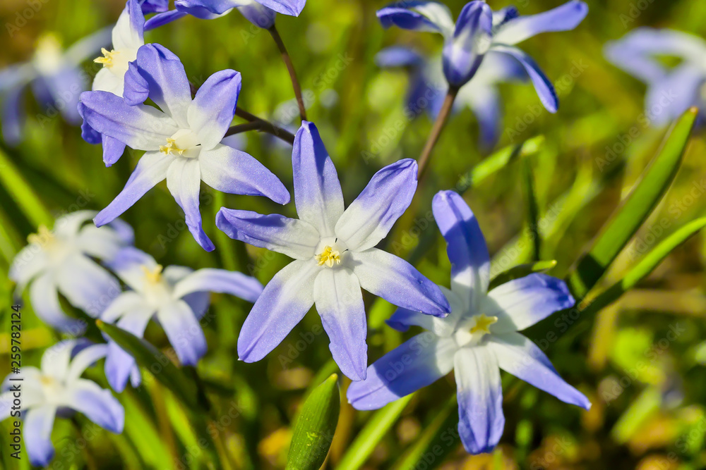 Flowers of Glory of the Snow, Chionodoxa, in spring Flowers of Glory of the Snow, Chionodoxa, in spring