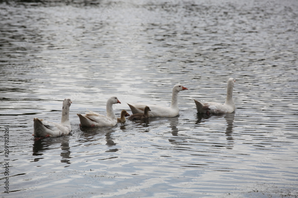 Fototapeta premium ducks in a row