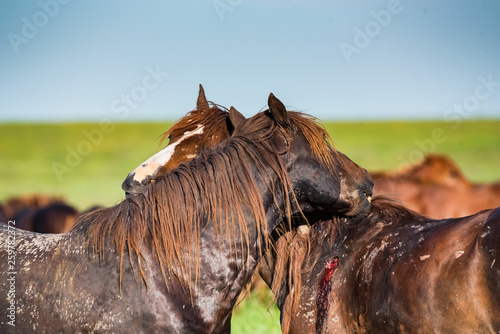 Young stallions fight and bite each other © Yakov