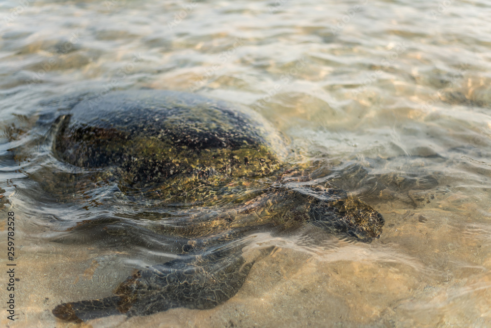 Obraz premium Big olive turtle in the water on the coast of the Turtle Beach in Hikkaduwa, Sri Lanka in the Indian Ocean