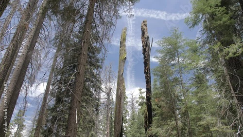 The Big Oak Flat road at Tuolumne Grove and Giant Sequoias, Yosemite Valley, California