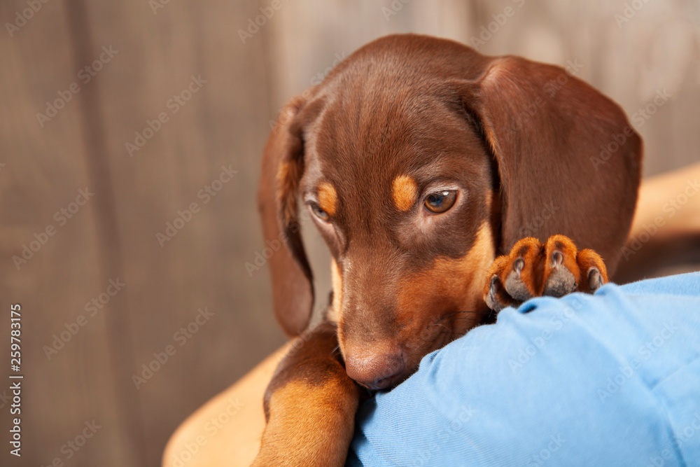 dog puppy breed dachshund on shoulder of a boy, a teenager and his pet. dog puppy breed dachshund on shoulder of a boy, a teenager and his pet.