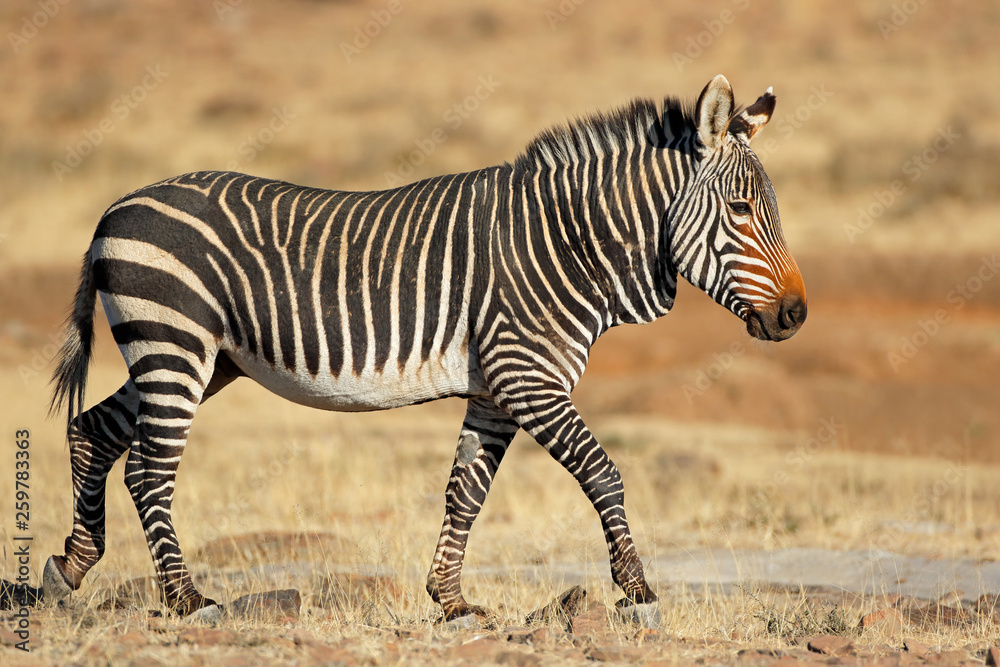 Cape mountain zebra (Equus zebra) in natural habitat, Mountain Zebra  National Park, South Africa. Stock Photo | Adobe Stock