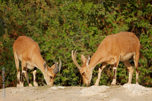 A pair of endangered Arabian tahrs (Arabitragus jayakari), Arabian Peninsula.