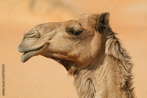 Fotobehang Close-up portrait of a one-humped camel (Camelus dromedarius), Arabian Peninsula