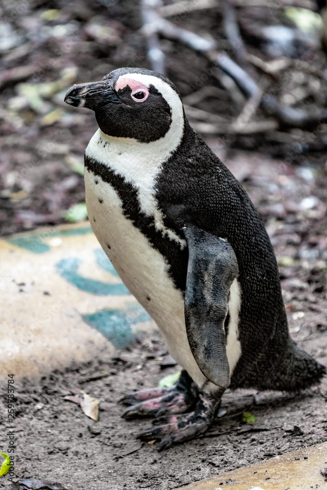 Naklejka premium African Penguin Side Profile. Boulder's Beach, Simon's Town, South Africa..