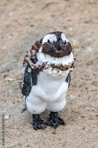 Young African Penguin Molting its Feathers. Boulder's Beach, Simon's Town, South Africa. 