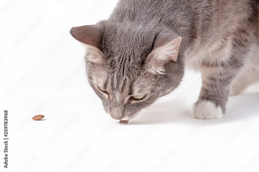 Cat eating from a bowl of dried food isolated on white