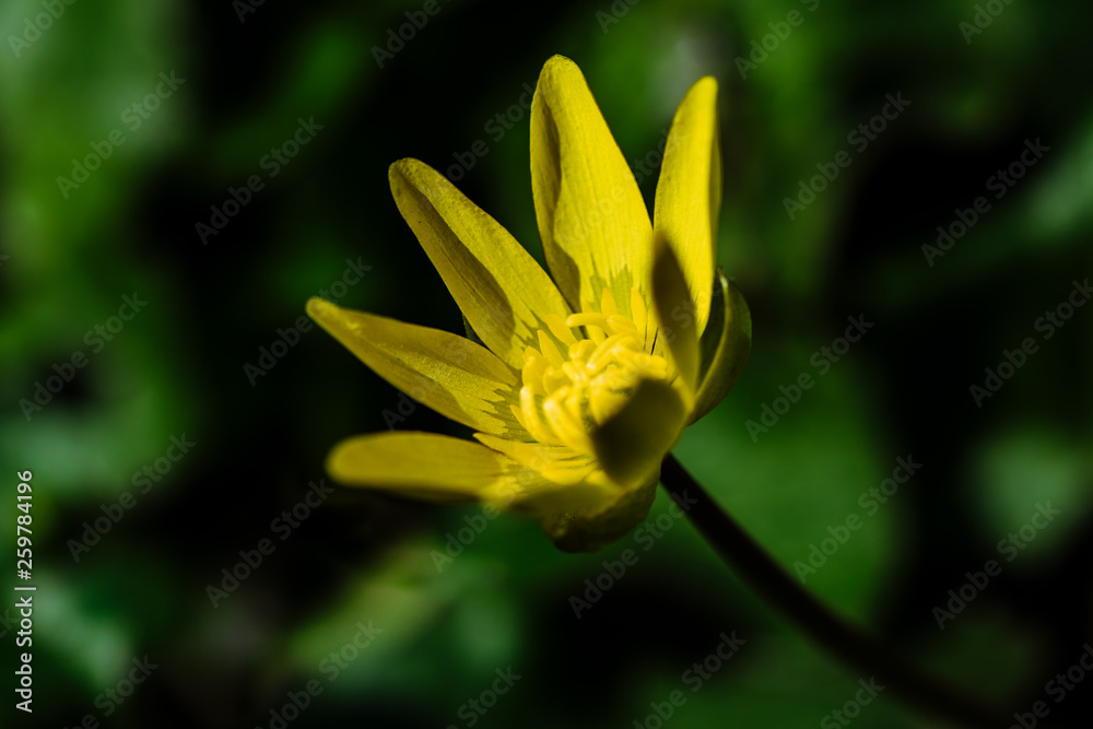 Fototapeta premium Yellow blooming buttercup on a sunny spring forest glade