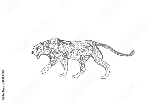 Cheetah prowling. Black line drawing Isolated on light gray background. Hand drawn illustration. Pencil sketch. Profile of African predator. Walking animal.