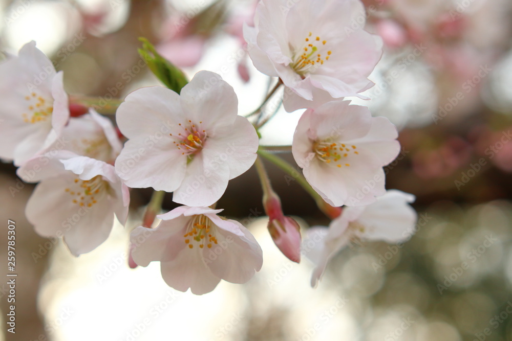 桜の花	