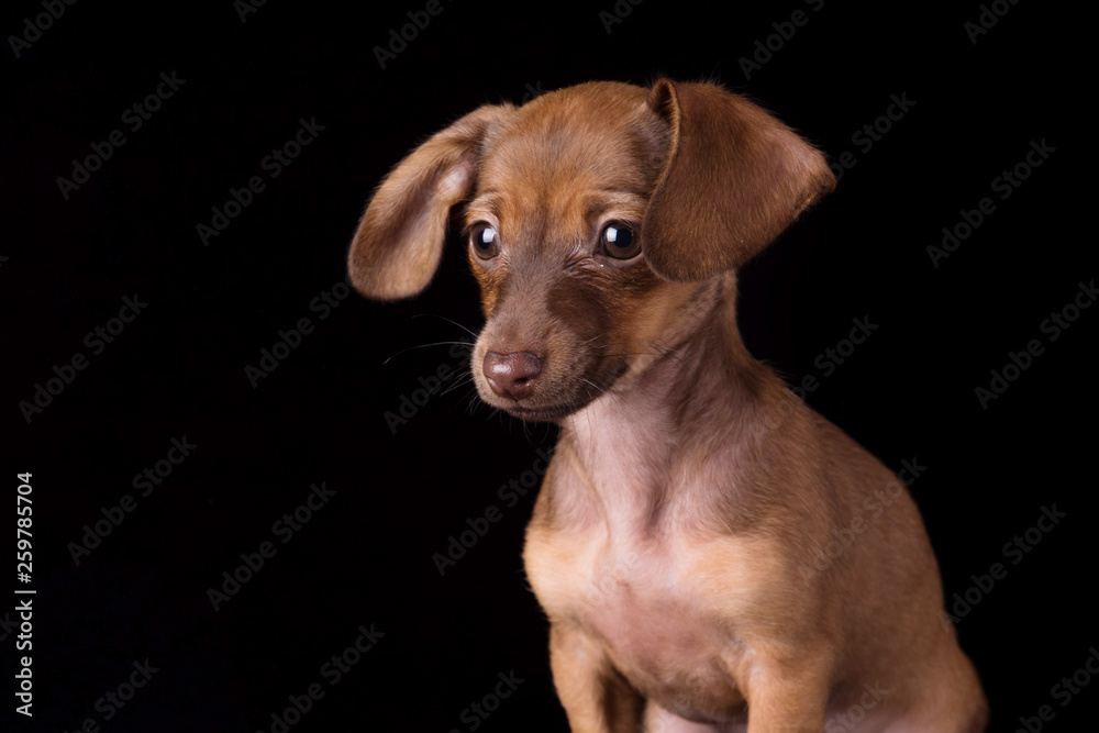 Dwarf dachshund puppy on a black background Dwarf dachshund puppy on a black background