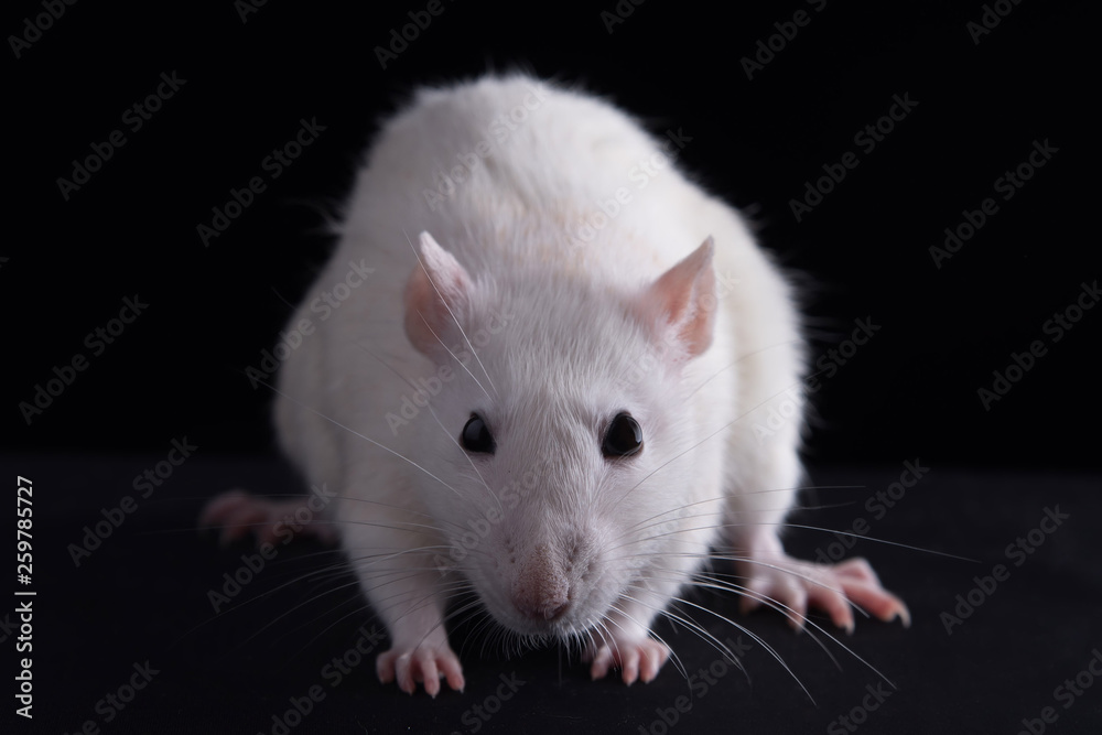 white rat on a black background close-up. Studio. white rat on a black background close-up. Studio.