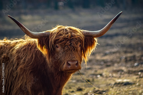 Portrait Kopf gehörntes schottisches Hochland Rind im Sonnenschein auf einer Weide in der Uckermark