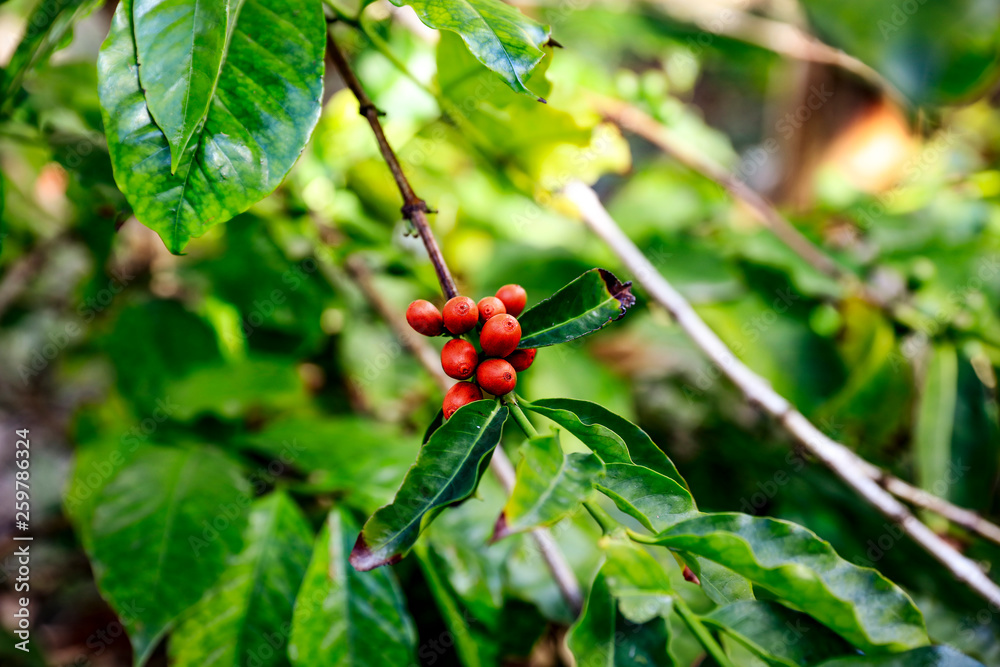 Coffee grains on green plant Coffee grains on green plant