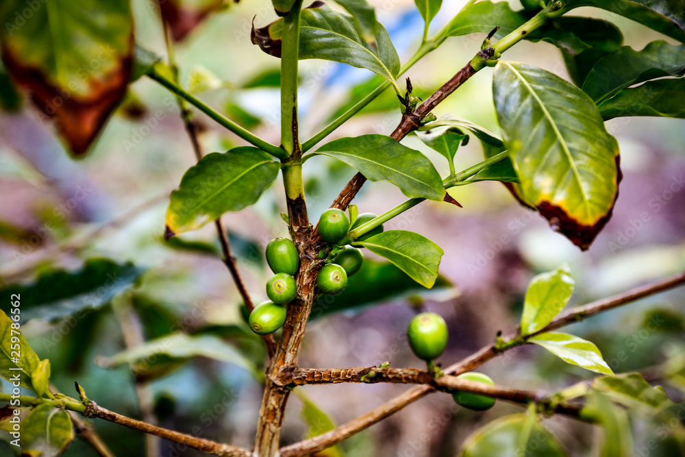 Fototapeta premium Coffee grains on green plant 