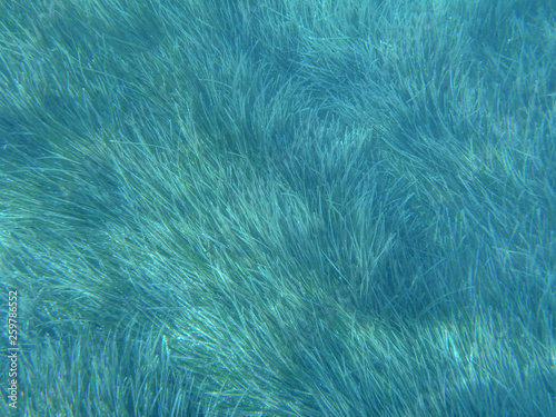 UNDERWATER view of turquoise clear water and seaweed scattered off the seabed of the Antisamos bay, Kefalonia island, Ionian Sea, Greece.