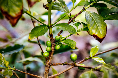 Coffee grains on green plant 