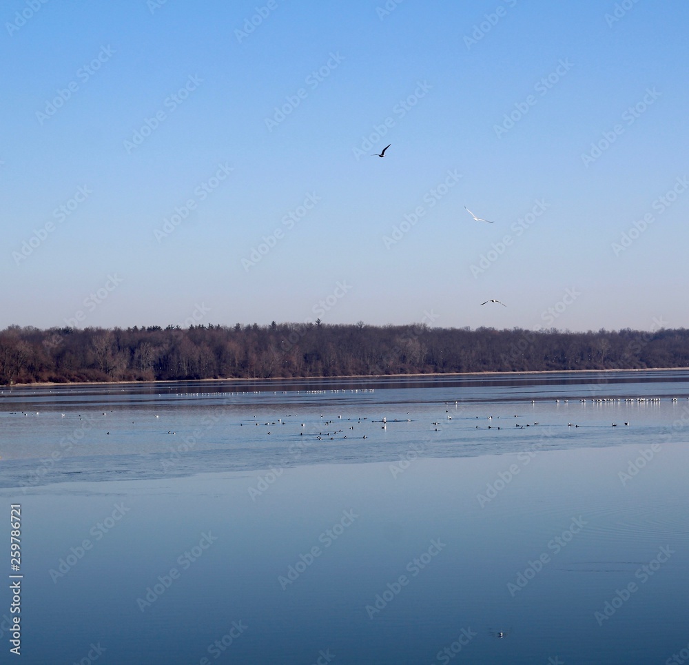 A view of the lake and the gulls flying around in the sky.