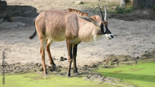 The antelope (latin name Hippotragus equinus) is defecating near the lake. Detail look to african wild animal in savanna.