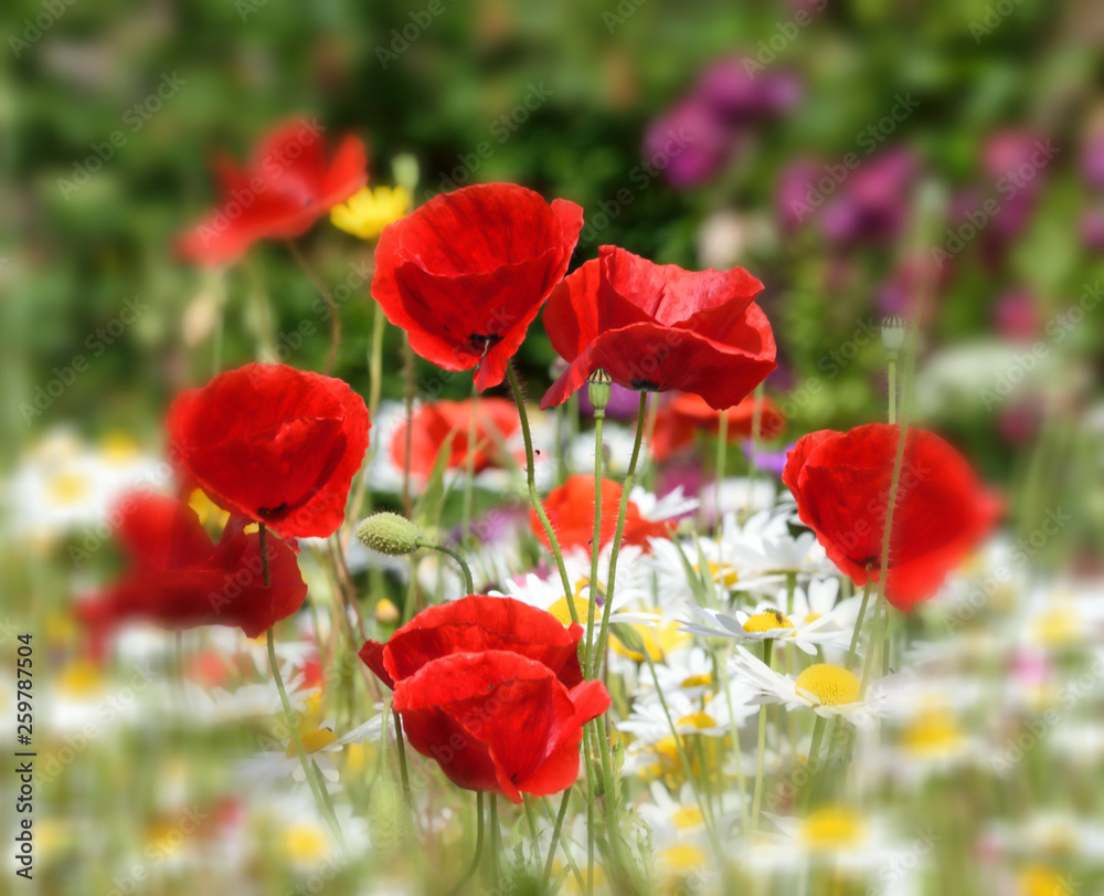 Obraz premium Poppy.