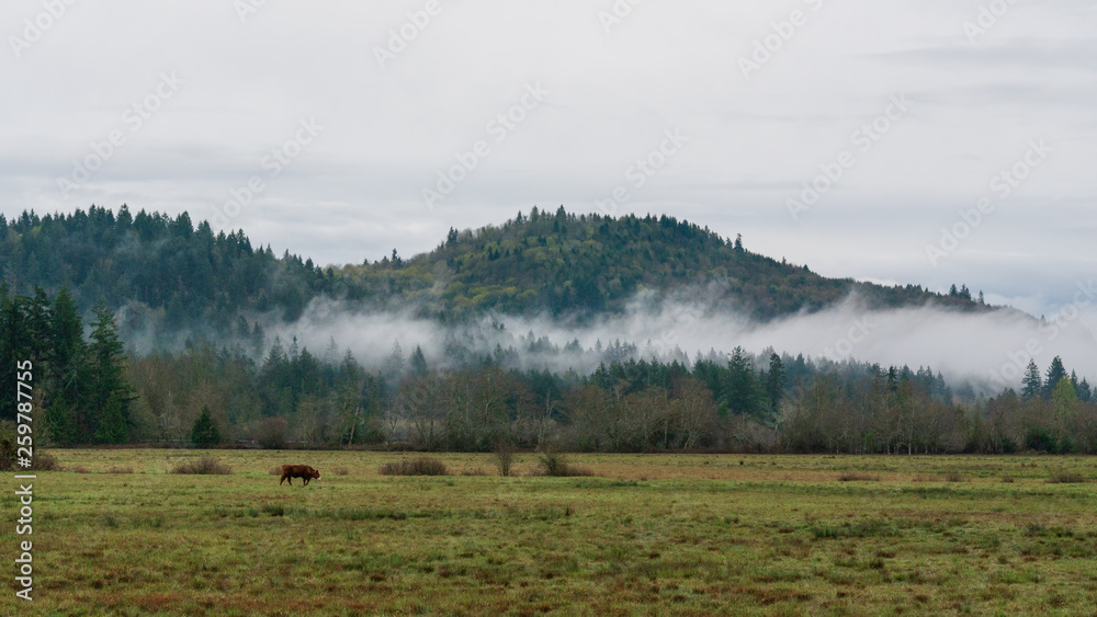 Cattle Grazing On Rainy And Foggy Day