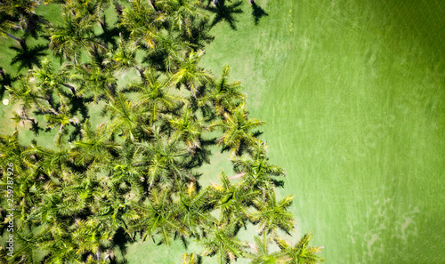 Photography Aerial photo of summer palms and green grass