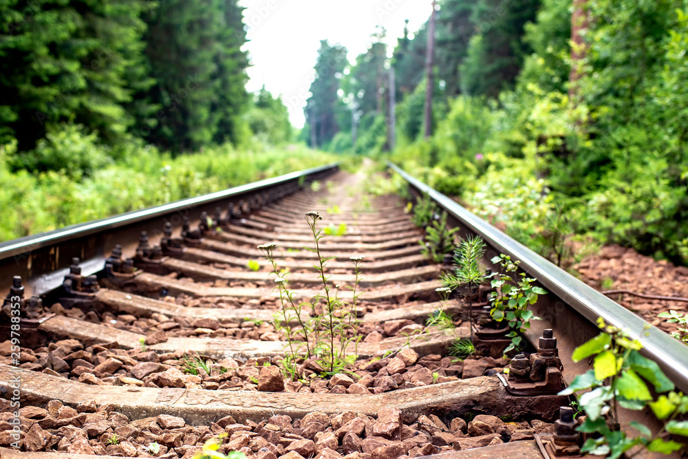 Railway line passes through a beautiful forest on a summer day. Railway line passes through a beautiful forest on a summer day.