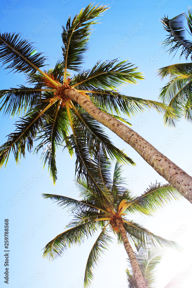 Fototapeta premium ヤシの木