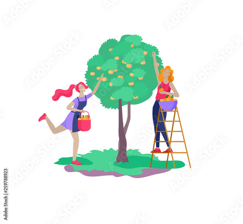 Harvesting and gardening people doing farming and garden job, pick berries, remove weeds, watering, planting, growing and transplant sprouts, lay ripe vegetables to box. Reaping crop concept