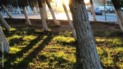 Midge swarms through the sun rays.