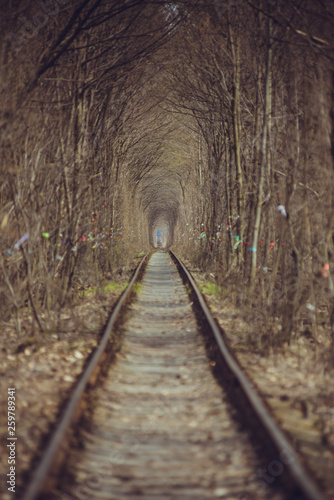 Train tunnel through the forest