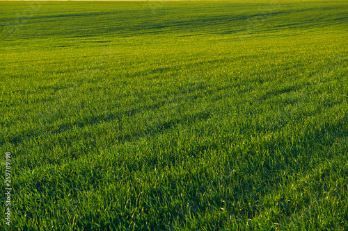 Young sprouts are on the field at sunset. Green grass closeup.