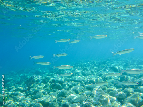 UNDERWATER view a small fish flock in the turquoise clear water and white pebbles scattered off the seabed of the Antisamos bay, Kefalonia island, Ionian Sea, Greece. © vikakurylo81