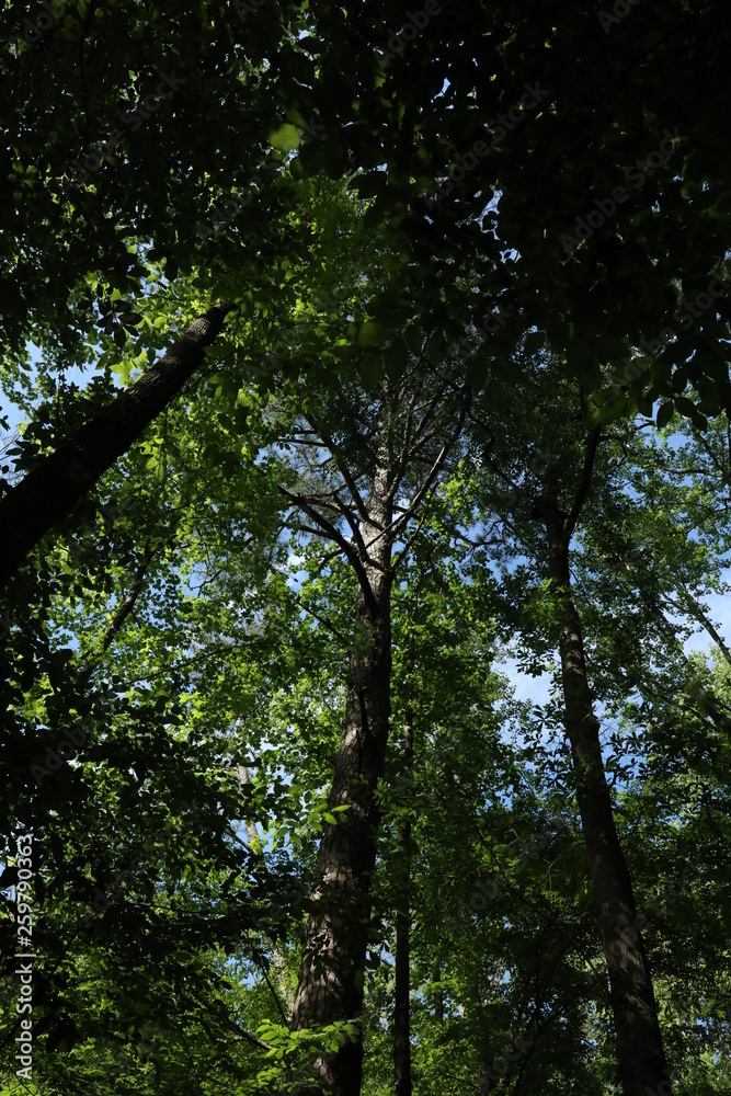 Fototapeta premium Green Woods Park